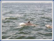 Dolphins